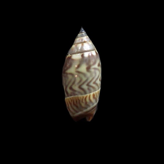 undatella 15,4mm
