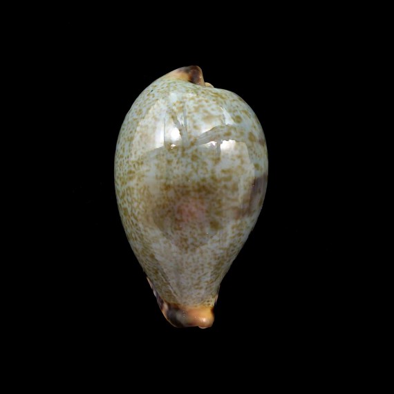 xanthodon 34,4mm