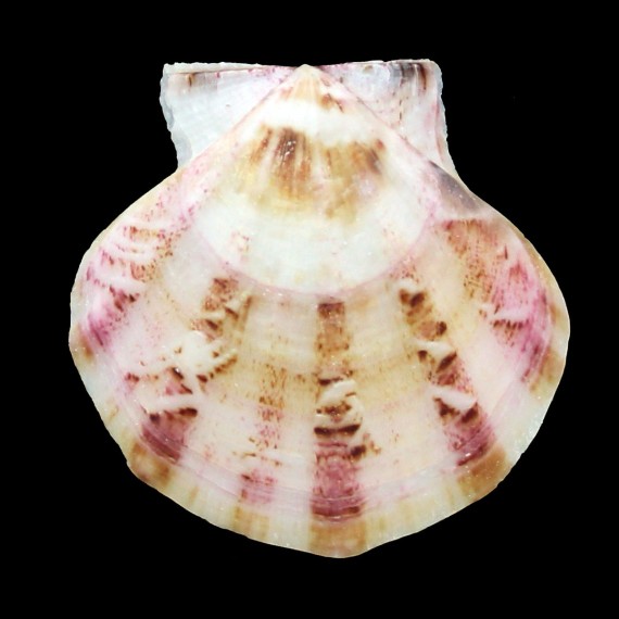 glaber 58,4mm