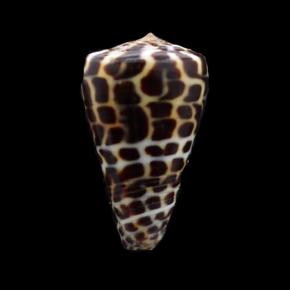 eburneus polyglotta 33,5mm