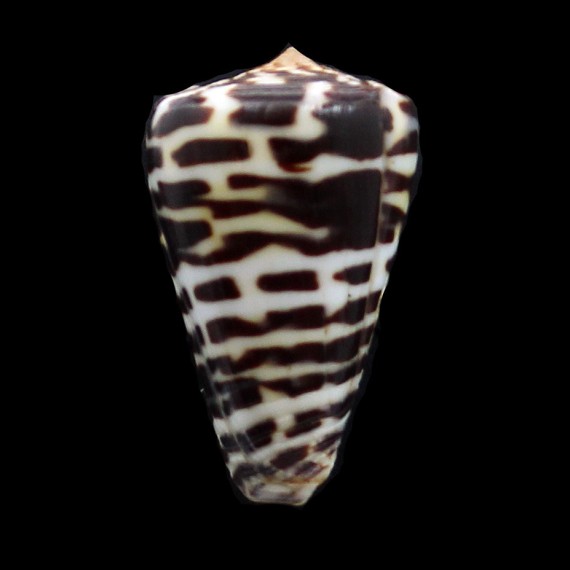 eburneus polyglotta 32,5mm