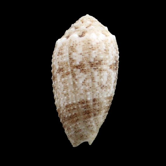 arenatus granulosus 41,3mm BIG