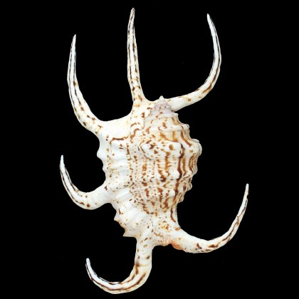 chiragra rugosus 160mm