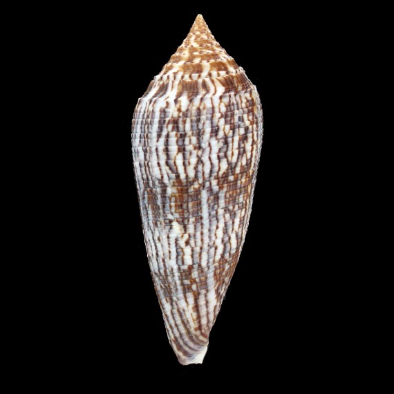 australis 104,2mm