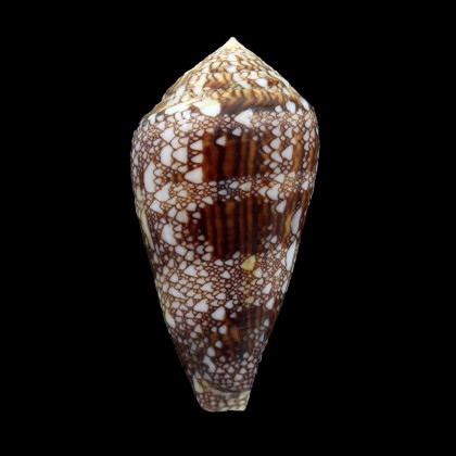 dalli 58,0mm