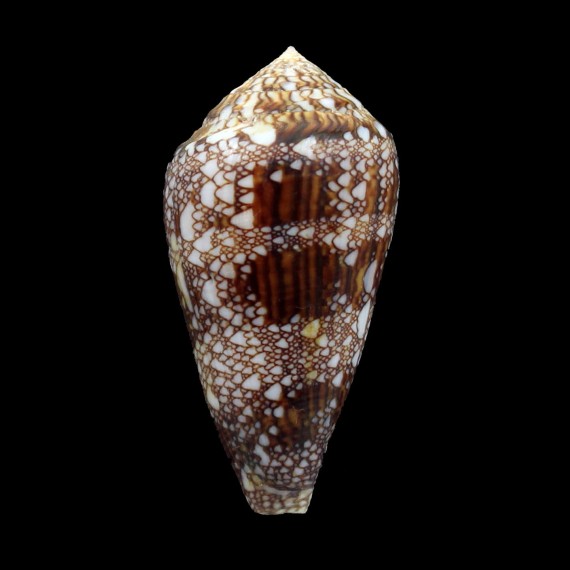 dalli 58,0mm