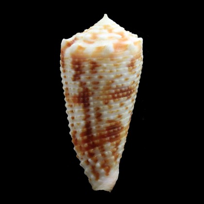 moluccensis stainforthi 41,5mm