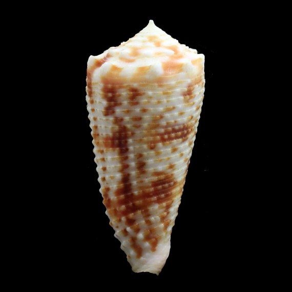 moluccensis stainforthi 41,5mm