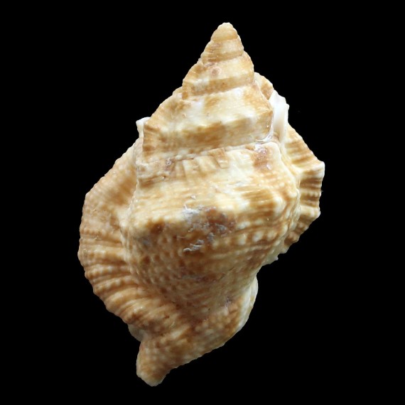 boriskeckeri 45,0mm UNCOMMON