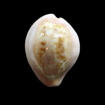angelicae 25,1mm