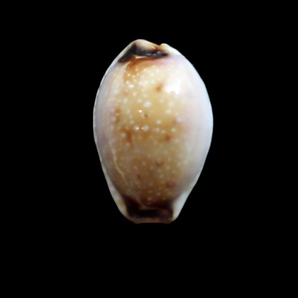 gangranosa reentsii 19,5mm