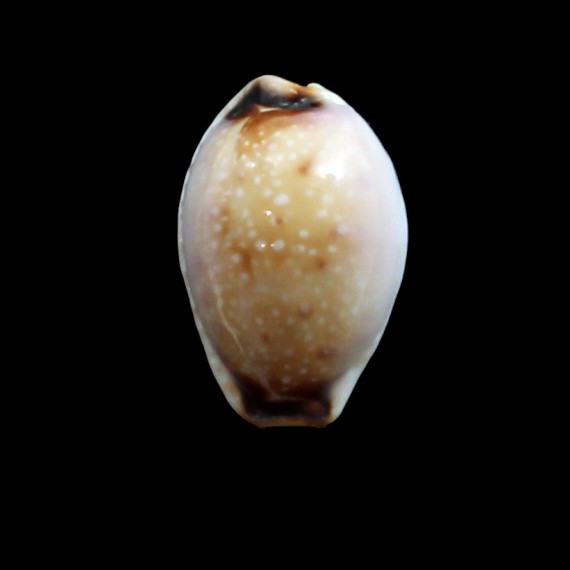gangranosa reentsii 19,5mm