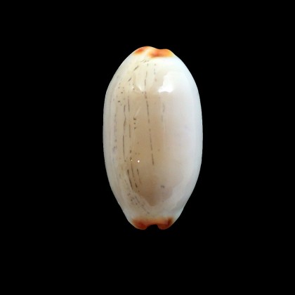 isabella 28,6mm ROSTRATE