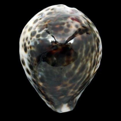tigris lorenzi 81,1mm