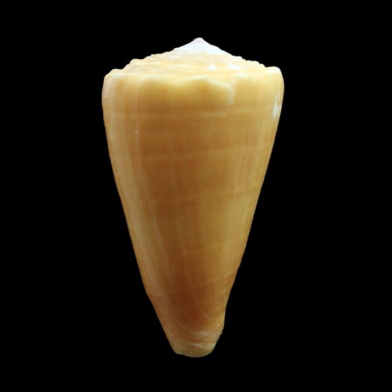 princeps apogrammatus 44,0mm