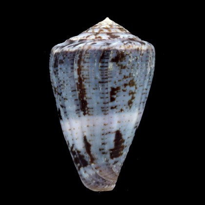 purpurascens 51,0mm