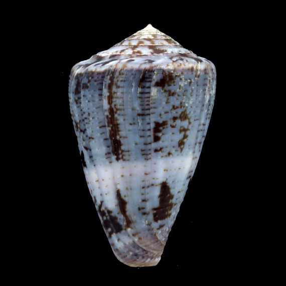 purpurascens 51,0mm