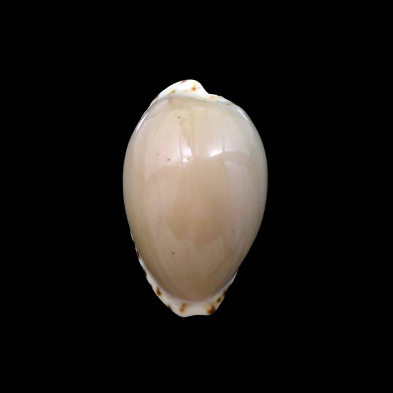 angustata 30,5mm