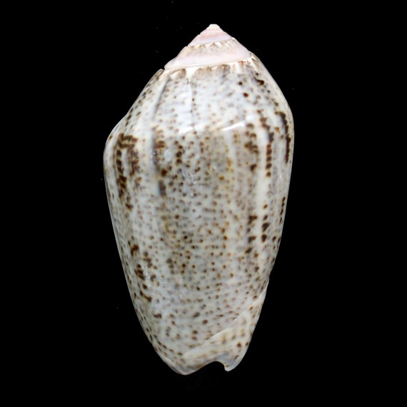 incrassata 72,0mm