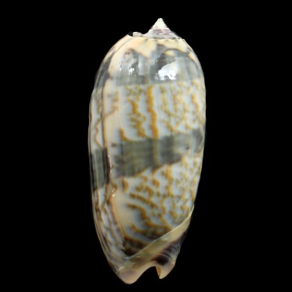 lamberti 56,0mm