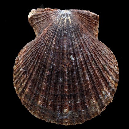 ruschenbergerii 97,0mm MONSTER