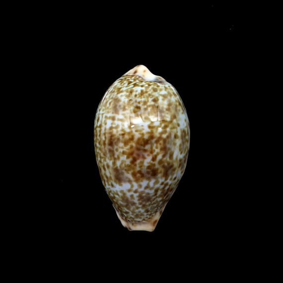 lentiginosa 31,2mm BIG