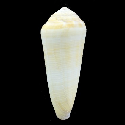 terebra 95,3mm BIG