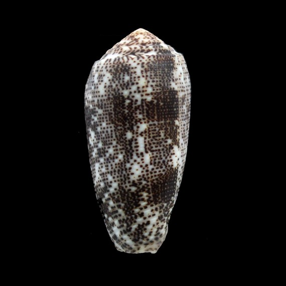 stercusmuscarum 54,8mm