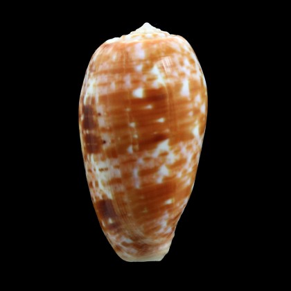 bullatus 48,0mm