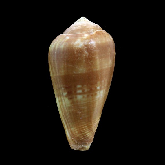 mozambicus 53,5mm