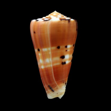barthelemyi 65,0mm MAURITIUS