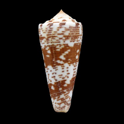 thomae 75,5mm INDONESIA RARE