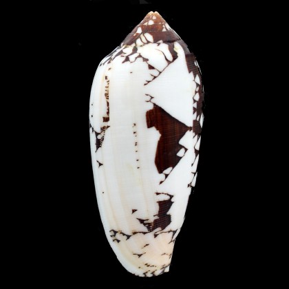 aulicus propenudus 110,0mm