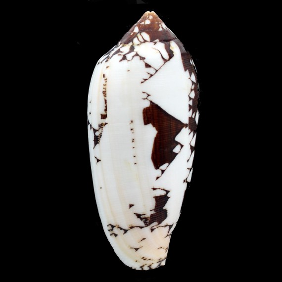aulicus propenudus 110,0mm