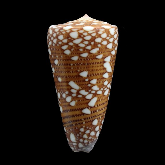 nobilis skinneri 55,2mm