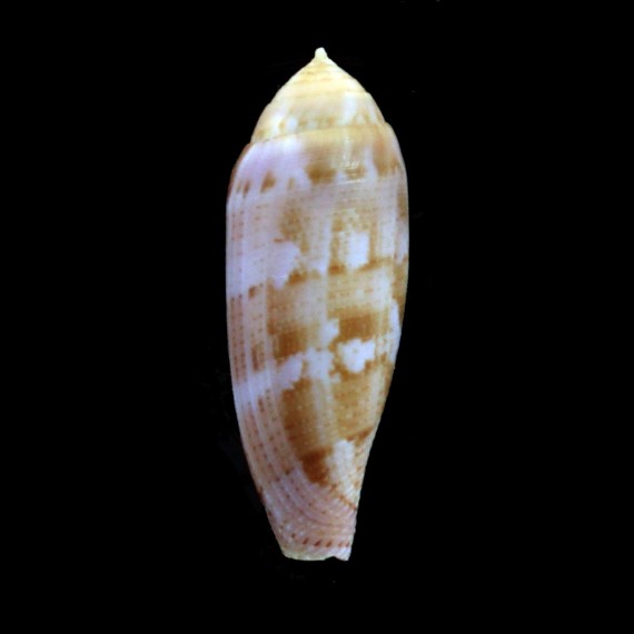 richardsae 39,2mm