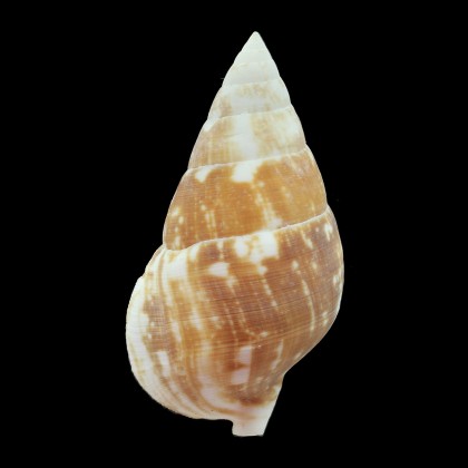 gourmi 70,6mm BIG