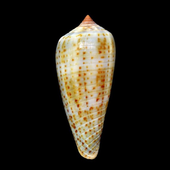 cinereus
