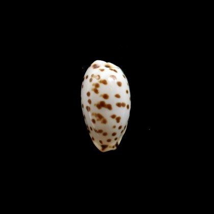 punctata berinii 19,0mm BIG