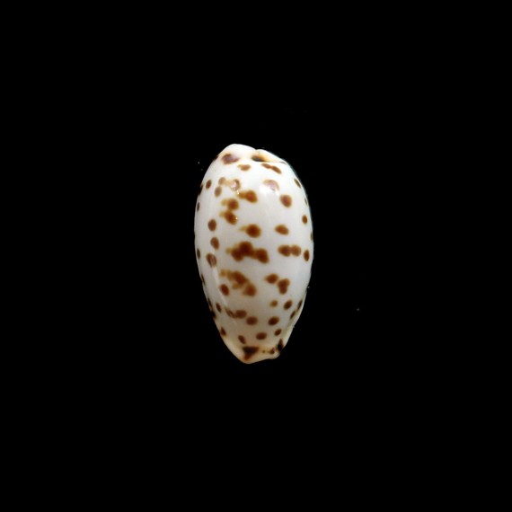punctata berinii 19,0mm BIG