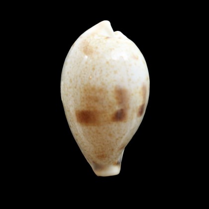 pulchella pericalles 37,5mm