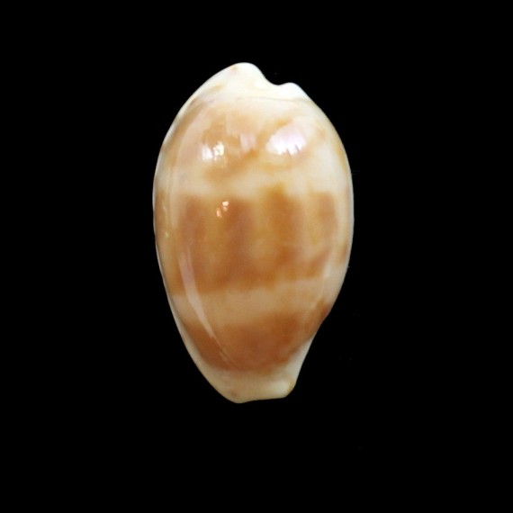 piperita bicolor 21,8mm