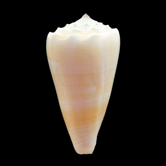 marmoreus suffusus 58,4mm