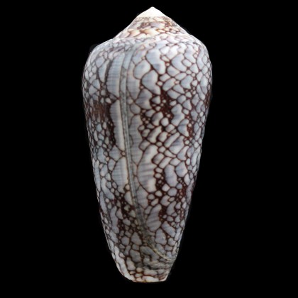 pennaceus praelatus 49,0mm