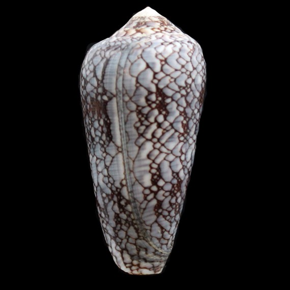 pennaceus praelatus 49,0mm