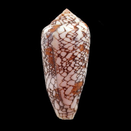 pennaceus praelatus 74,0mm BIG