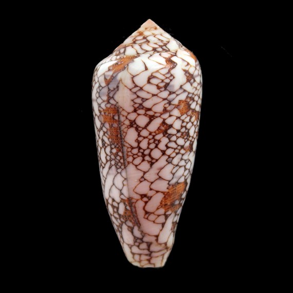 pennaceus praelatus 74,0mm BIG