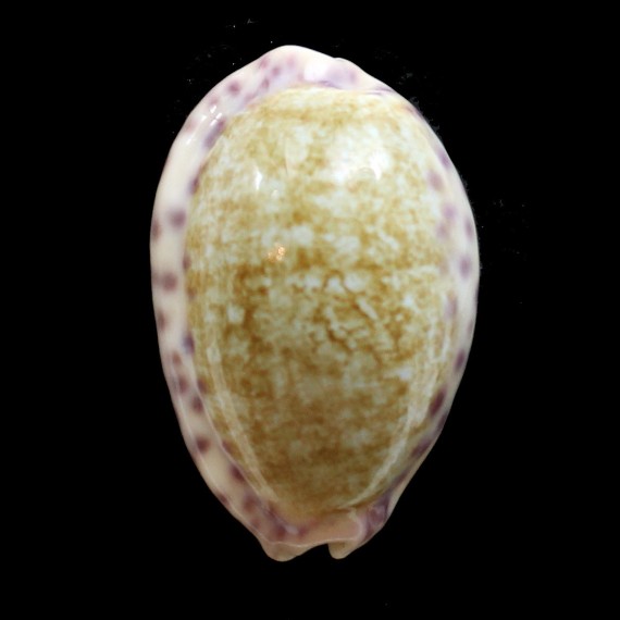 chinensis violacea 36,4mm
