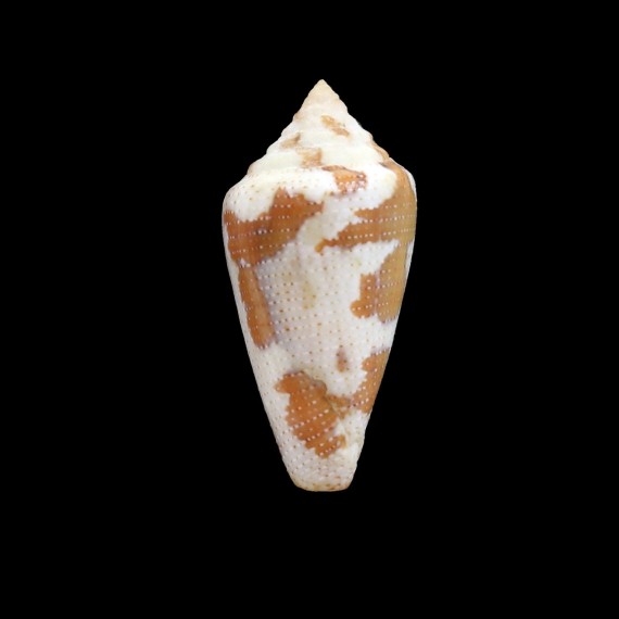 pseudaurantius 35,3mm