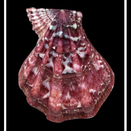 swiftii 71,0mm